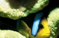 Anenome - Clown Fish 