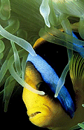 A Clown Fish