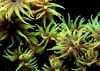 Night feeding coral polyps 