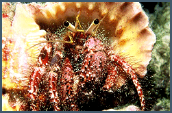 "Hairy" the Hermit Crab -  too small for lunch