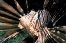 Turkeylion fish  - dangerous !!